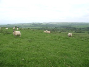 Northumberland sheep