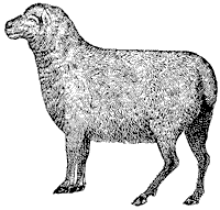 Sheep